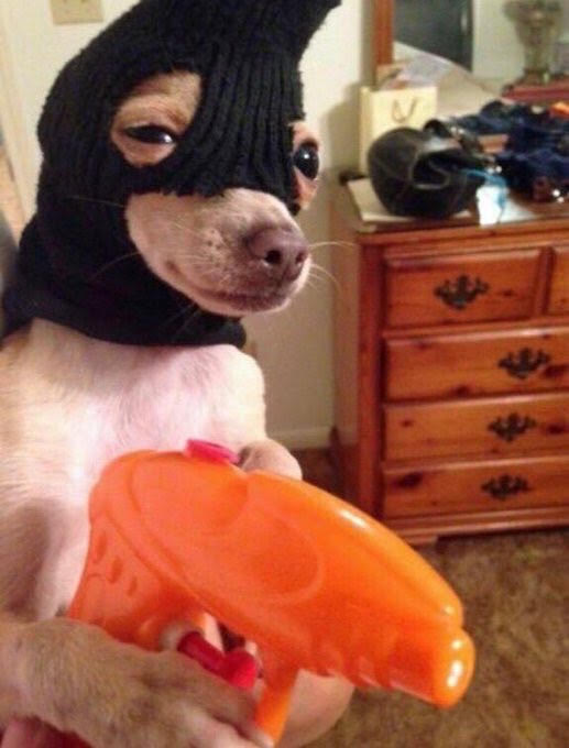 DEADLINE FOR SENIOR QUOTES IS TONIGHT AT MIDNIGHT 
tell all of your friends!!!!!!! We have 54% of Seniors &amp; need around 130 more quotes, so please hurry and submit them or else...
you can catch these paws.