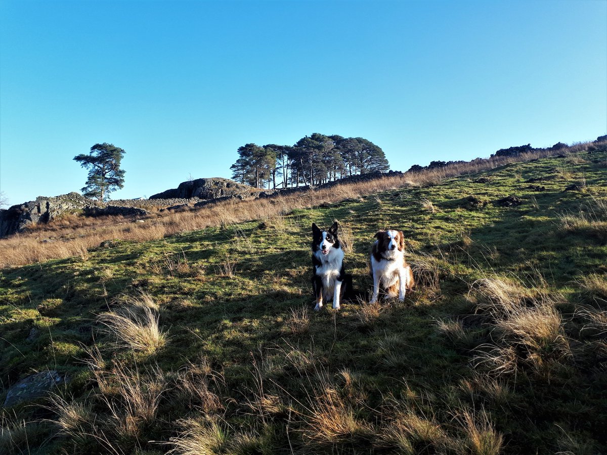 VisitUpperEden's tweet photo. When #Dogs just want to have fun....#Bordercollies #enjoylife #everydayisfunday #alwaysonthego #onebigadventure #walkingiswonderful #nobetterplacetolive #Cumbria #dogsoftwitter #dogsarefamily https://t.co/i2orSrMTC7
