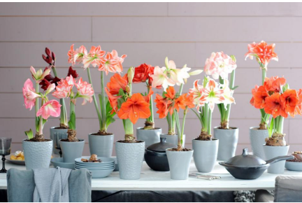 TuincentrumB's tweet photo. Last van een winterdip? De Amaryllis is een ideale kandidaat om kleur in je interieur te brengen! https://t.co/z1PZG2NkPJ