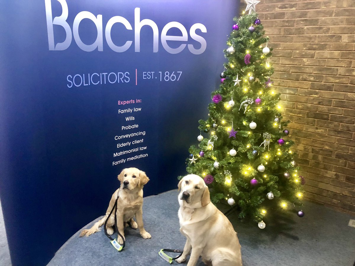 BachesLLP's tweet image. Today we had a special visit at Baches from this lovely pair! #guidedog #guidedogfoundation