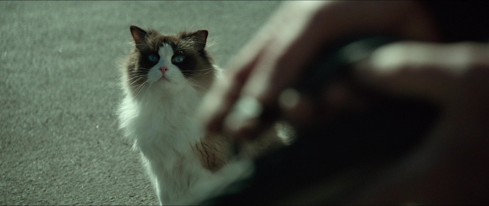 Jonathan Tranter Twitterren The Cat In A Man Called Ove Is Very Good T Co C1fosqb5bm Twitter