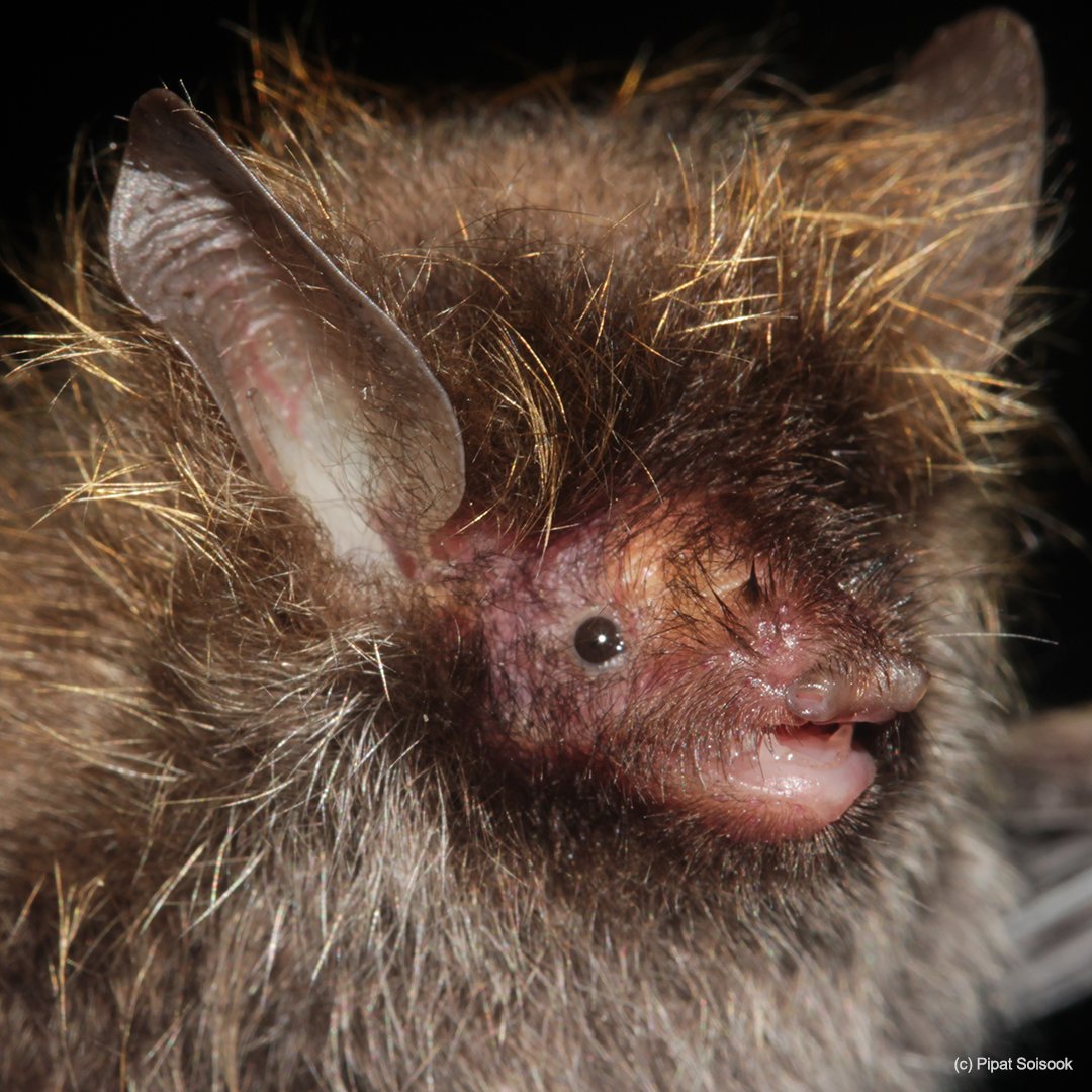 WWF-Canada on Twitter: "New species alert! This is the Murina  hkakaboraziensis, also known as the Lance Bass Bat due to its "frosted  tips." Found in the sub-Himalayan habitat of the Myanmar's Hkakabo