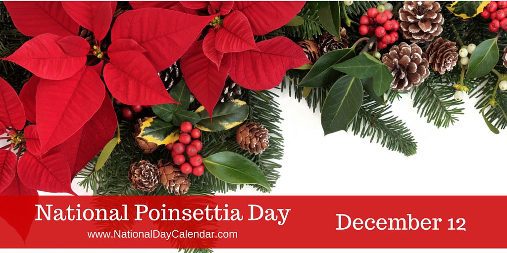 OakForLess's tweet image. #NationalPoinsettaDay is here ... what a great way to brighten up an office or home! #mesa #MerryChristmas