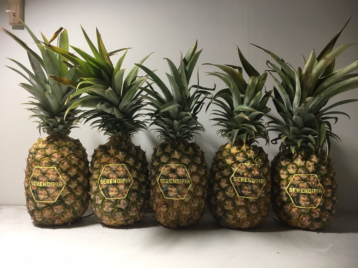 brandedfruit's tweet photo. If you're inquiring what a custom branded pineapple looks like—we made 50 of these for @serendipialife! https://t.co/EDSDrYpJ4R