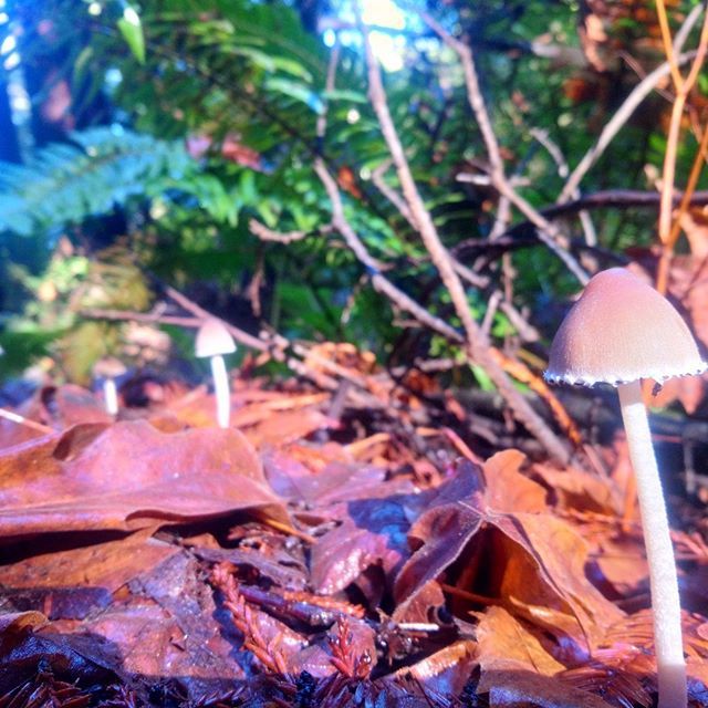 Slug_Pace's tweet photo. Mushrooms, what a funny word https://t.co/hgv7G6EWWy https://t.co/wO2v4JSSvq