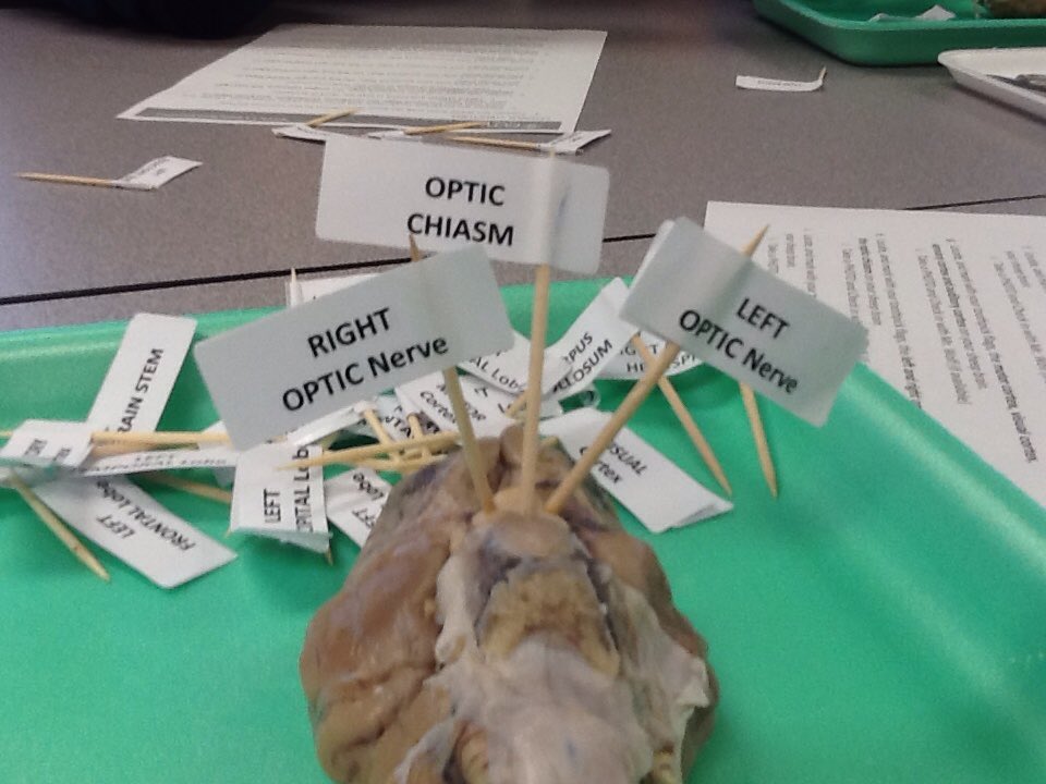 Buddy Wolf tweet media