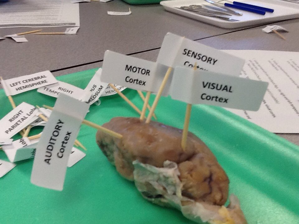 Buddy Wolf tweet media