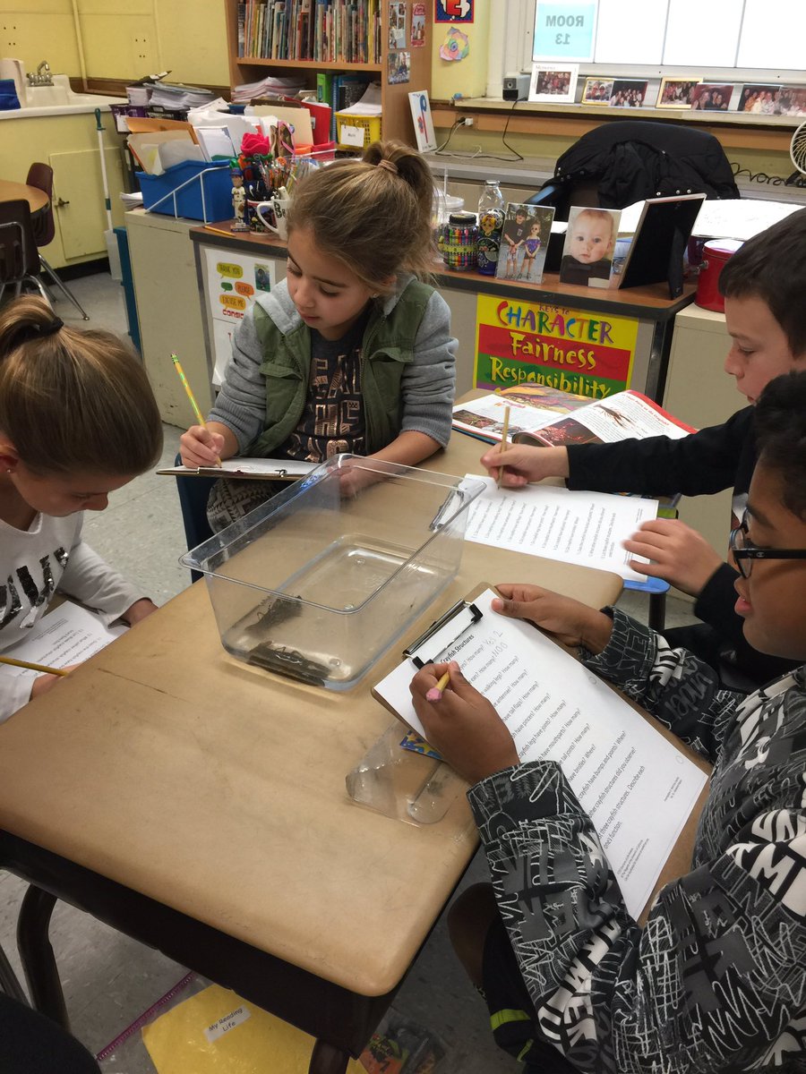 LPedowitz's tweet photo. Observing the structures of the crayfish!@OaksSchool3 @AmandaRomeo1 https://t.co/MVl3Y1Wdxk