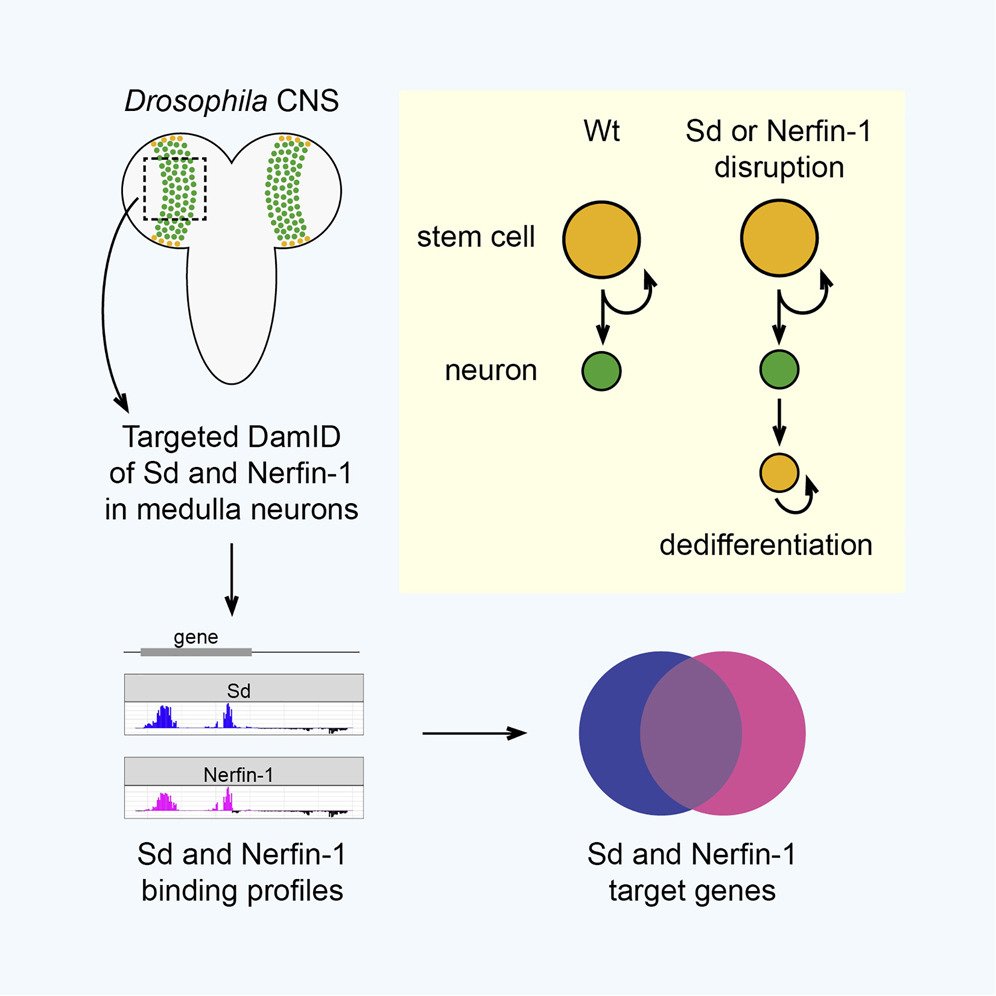 HarveyHippoLab's tweet photo. The Scalloped and Nerfin-1 Transcription Factors Cooperate to Maintain Neuronal Cell Fate
#drosophila #neurons #damID
https://t.co/WrZRujPwzO https://t.co/U5q9if3VBq