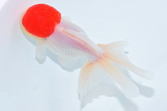 The goldfish top tournament will be held in Nagoya every October.🇯🇵
 A goldfish breeder in Japan gathers and introduces a proud goldfish.
The picture is a winning goldfish. 🏆
beautiful.👏👏👏
ninja-hub.com
#japan #kingyo #goldfish #breeder #aichi #nagoya #Japanese