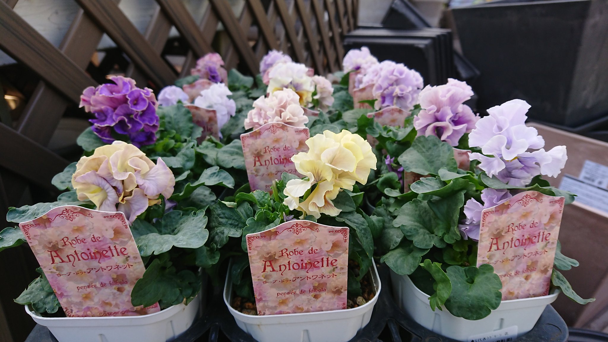 専用 マリーアントワネット 多肉植物 【公式通販】