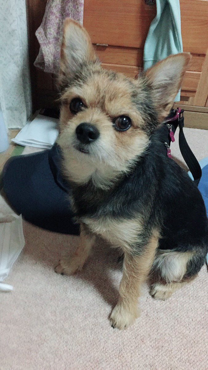 迷い犬情報サイト ペットの帰り道 迷い犬情報 迷子 拡散希望 犬 18 12 8大阪府にて失踪 はんぞう君 小型雑種犬 オス 5歳 詳細 T Co Puu0r8nwbk T Co Ujo1f8bpoq