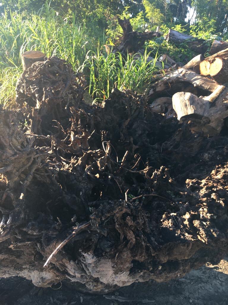 We Have Various Things !!!!! 
{24763 SW 177th Ave, Homestead, FL 33031}
Ring Us Up: (305) 246-5562

#nature #landscaping #Plants #photooftheday