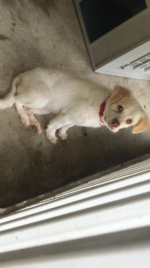Sweet Sherry is a female Clumber Spaniel/English Springer Spaniel mix who needs a place to call home! petfinder.com/petdetail/4239…