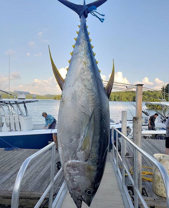 RT x.com/fishtrack/stat… Stout one from @capt.cholo down at @zancudolodge. #yellowfintuna weighed in at 108 lbs. #inthemeat #tuna #ahi #biggamefishing #offshorefishing #landsucks #fishtrack #…