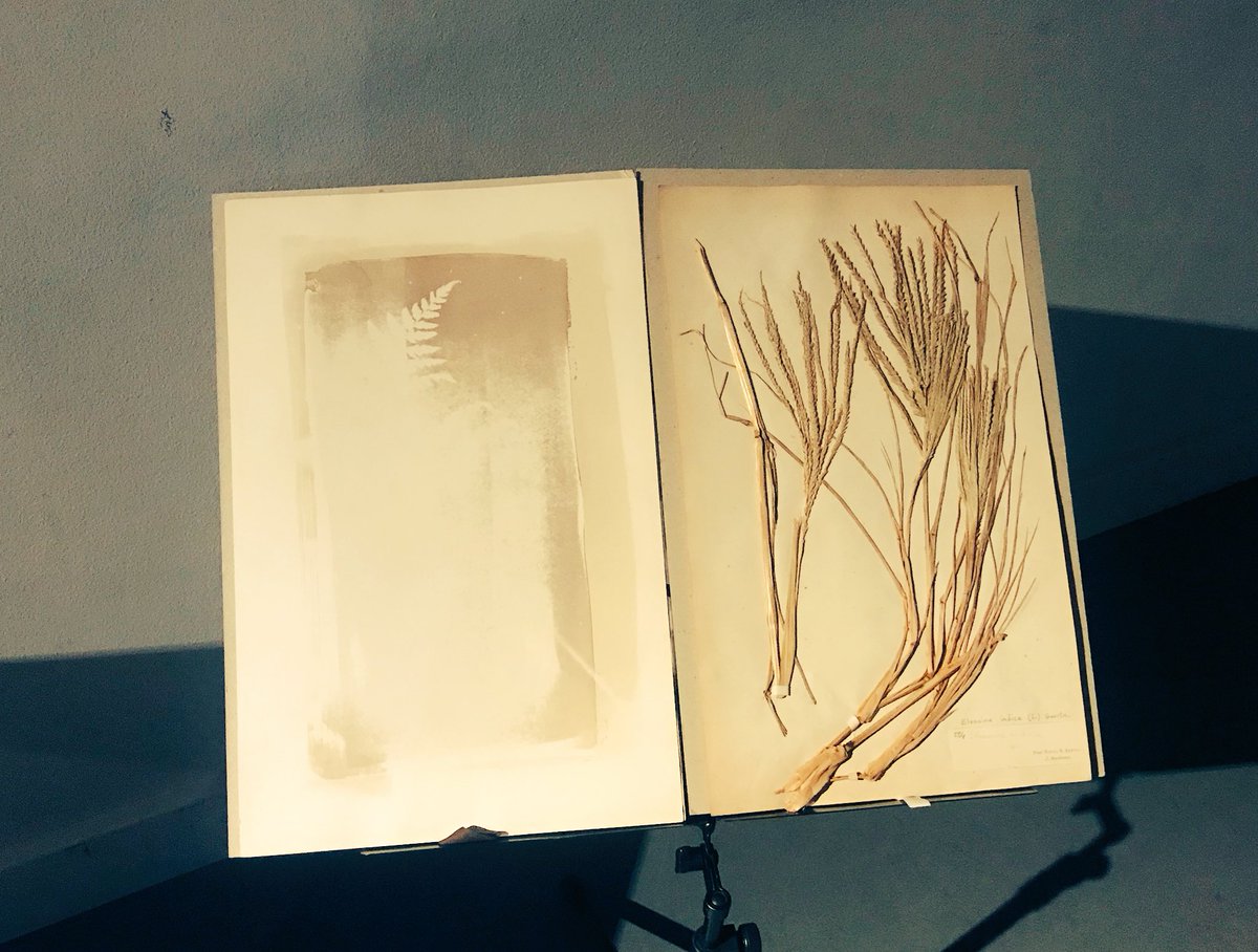 TCDcreates's tweet image. &apos;Future Breath,&apos; an exhibition by artist @SioMcDonald launched tonight @SciGalleryDub and is open to the public until 15th December. A collaboration with @TCD_NatSci @JenniferMcElwa3 #trinitycreativechallenge