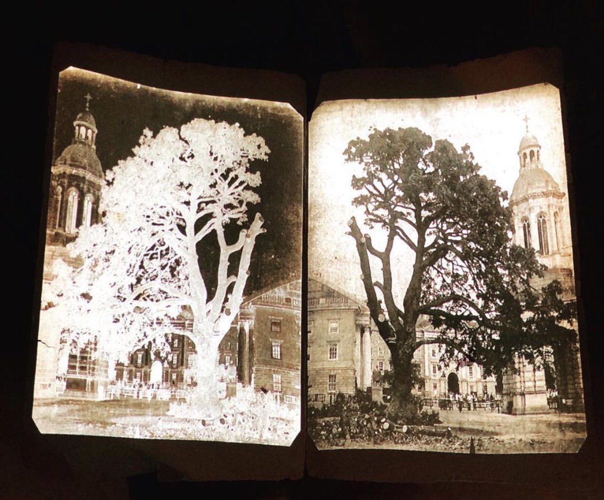 TCDcreates's tweet image. &apos;Future Breath,&apos; an exhibition by artist @SioMcDonald launched tonight @SciGalleryDub and is open to the public until 15th December. A collaboration with @TCD_NatSci @JenniferMcElwa3 #trinitycreativechallenge