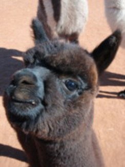 WindrushAlpacas's tweet photo. How our Adopt-a-Paca Program works: You select one of our alpacas & become his or her sponsor for one full year! You will receive a picture, a certificate, and pen pal letters. https://t.co/Ts5OpgEK2L #windrushalpacas #adoptapaca https://t.co/rOjIRnvsGh
