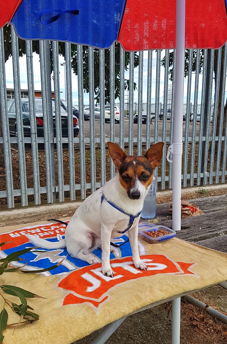 rawprawn25's tweet photo. Best seat in the house
Ray Watt Oval, Home of the@NewcastleJetsFC
#SupportersStand
#GotheNewyJets
#OneTeamOneDream #LovethisTown #LovethisTeam #MadeofNewy
#HaSoN #NTUA
#BaileetheJetsDogg https://t.co/Adegr0tgzs