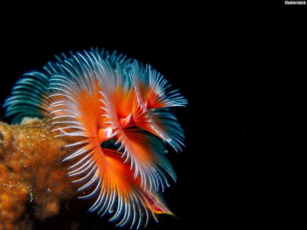 Oceana on X: "Have a holly, jolly... Christmas tree worm? These worms are super festive. Christmas tree worms are burrowing worms that live inside corals. Their "tree-branches" are actually feather-like tentacles! https://t.co/OgutUBEkRO" /