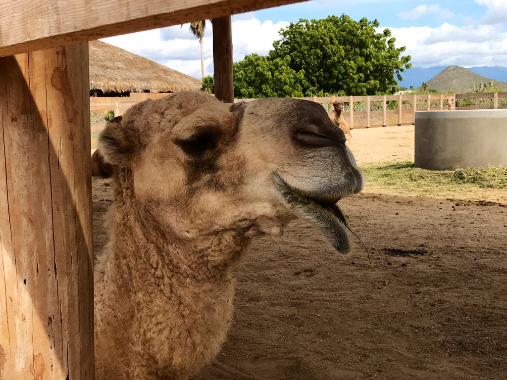 kellystilwell's tweet image. I let those lips kiss my cheek at @cabo_adventures and I liked it!! #gnomadstakeovercabo #gnomads #CaboAdventures #LivingMyAdventure