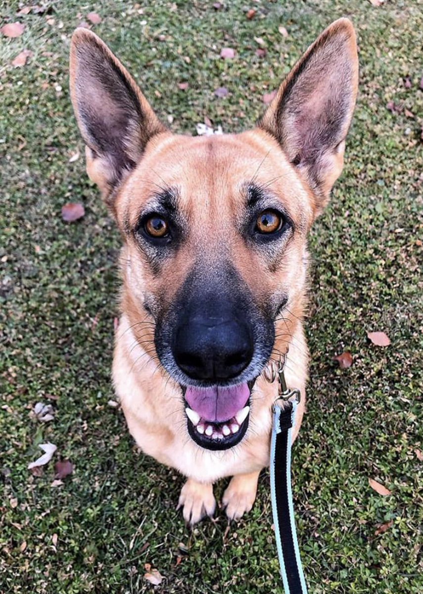 ToledoHumaneSociety tweet media