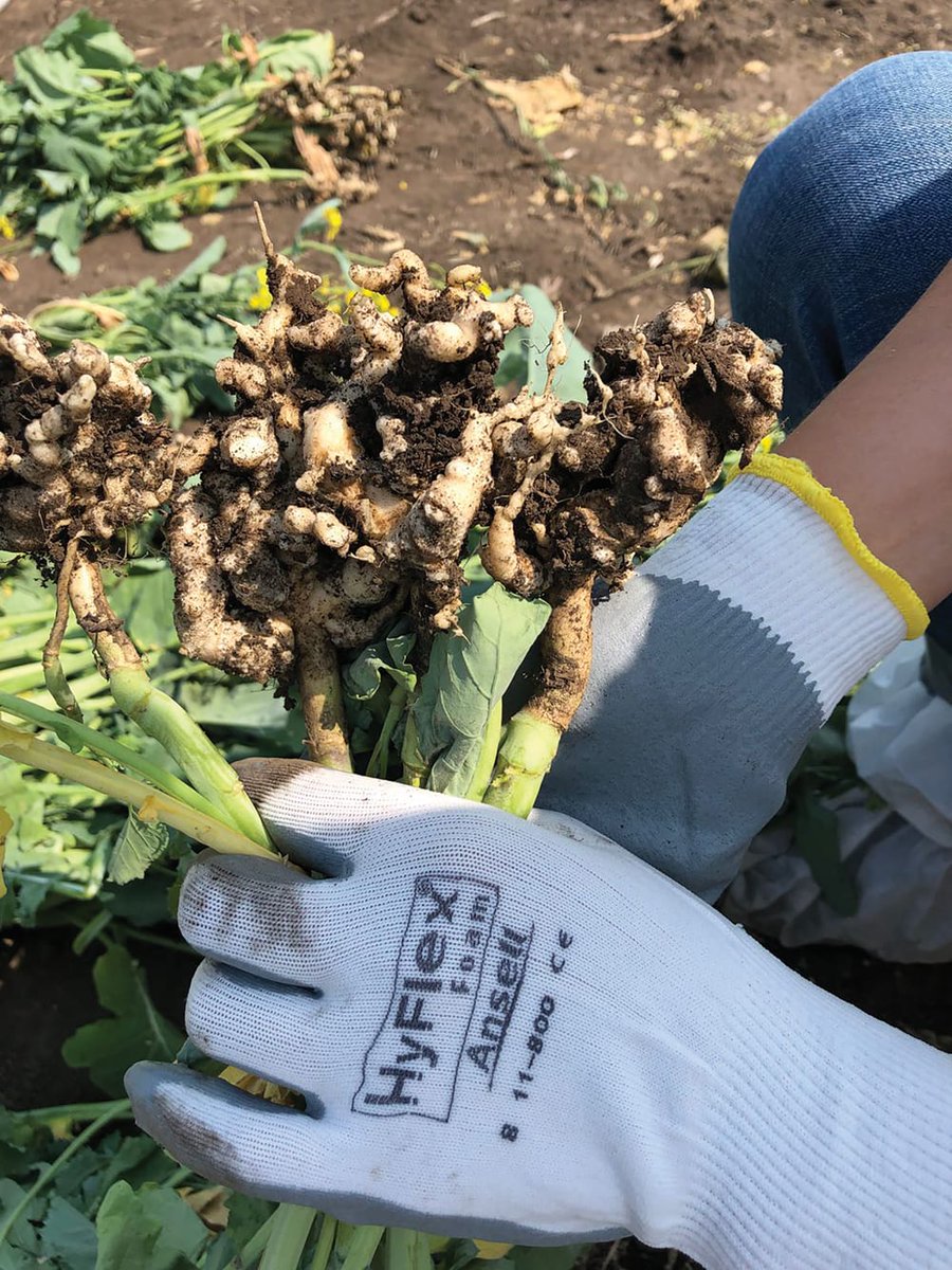 Q &amp; A with Nutrien Ag Solutions <a href="/NutrienAgCda/">Nutrien Ag Solutions Canada</a> : How can I reduce the threat of #clubroot? ow.ly/UKma30mXNCq #canola