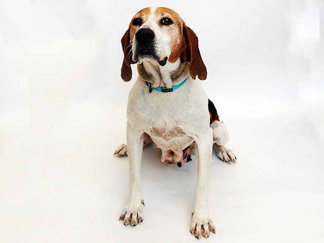 APAofMO's tweet photo. Monica is a laid back girl. She is looking for a family to snuggle with and give her all of the love she deserves!

Be part of the APA’s mission – share my picture to help me find a home! https://t.co/WQwk7KKSy7