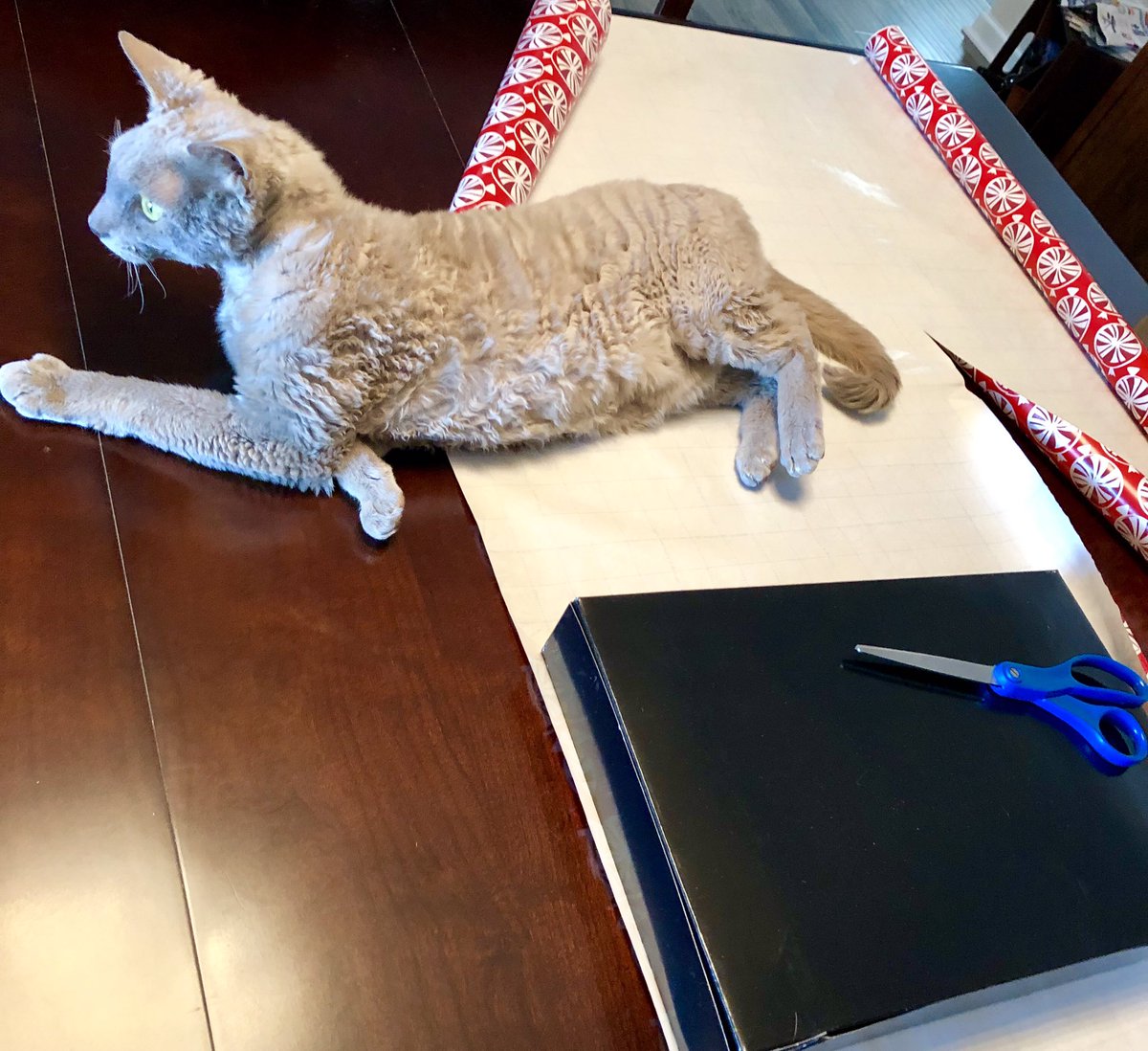 ColeNapoli's tweet image. This is how Reggie helps wrap presents. #DevonRexCats