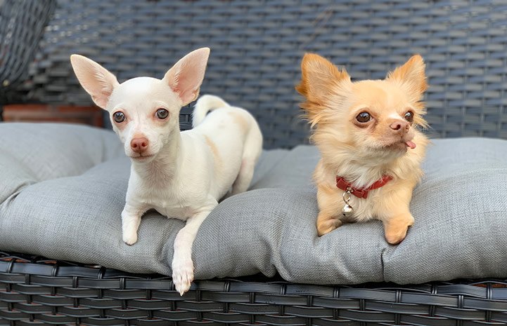bestfriends's tweet photo. Born with only two feet and entering the shelter at only two days old, Ella turned obstacles into opportunities! She beat the odds and now enjoys life with her new best friends — a canine named Roo and a chicken named Penny. See her inspiring story: https://t.co/Sl9b9s0M9e. ^ND https://t.co/7qinUBRCMz