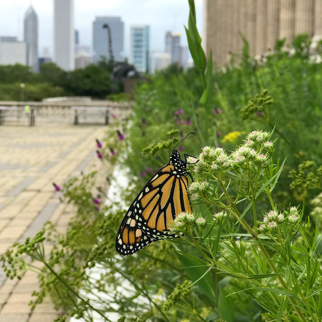 FieldMuseum's tweet photo. It may be winter but we've always got monarchs on our minds. @aderby4 talks about the flight and plight of these butterflies with @ducanada. https://t.co/wpVyoNbmZs https://t.co/brMD66a7D8