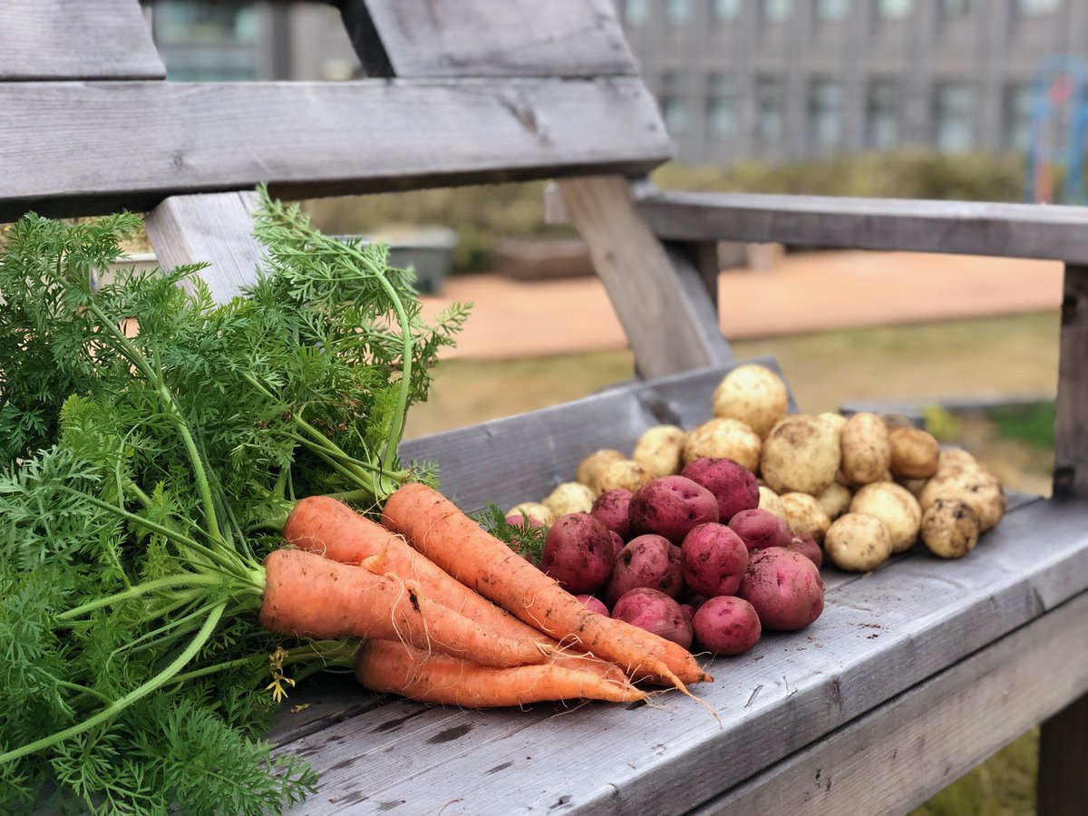 １２月１１日にとれたたくさんの野菜。収穫祭が楽しみ！