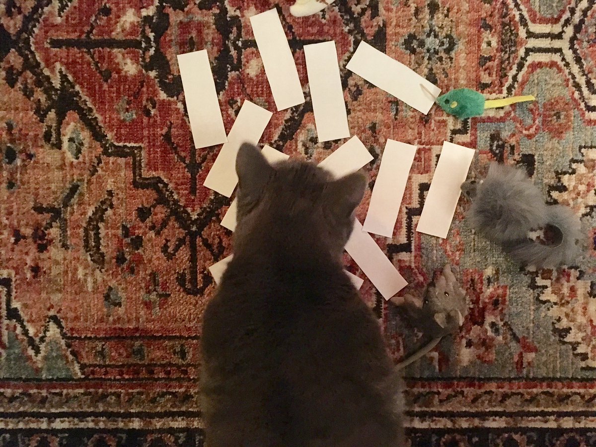 lisahfitz's tweet photo. Look who is in charge of the presentation order of IDS 215 - Well it’s #DrWatson - aka #Watson the @ShoutOutLoudoun #NVCCCat - #interiordesignstudents #finalpresentations tomorrow #ProfFitz - and yes the students asked if Watson would select #NVCCInteriorDesign https://t.co/5W1z7SNJLO