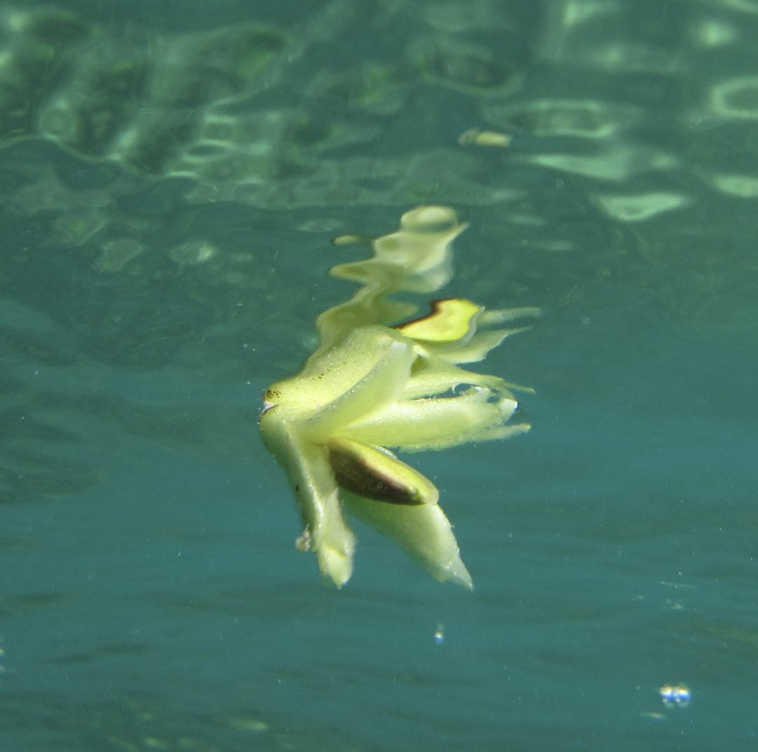 SeagrassLiz's tweet photo. Seeds in motion: Our new #Posidonia paper just out in @molecologist
shows concordance between independent measures of dispersal, providing insight into the role of physical transport for #longdistancedispersal of fruit https://t.co/zt1bfb4aJA https://t.co/NKEXlOEtlU