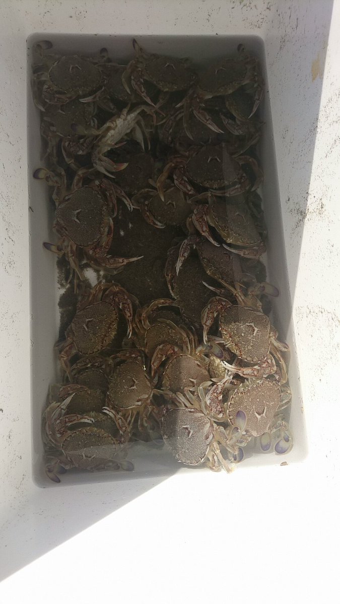 アミパひたちなか店 フィッシング担当梅原です 今日はカニ釣りに来ています 1時間で30匹超えの釣果です 茹でても 揚げても 味噌汁でもパスタにしても美味しいカニです 釣り方や餌など気になる方は梅原まで ヒラツメガニ サーフで釣り アミパひたちなか店 フィッシング担当梅原です 今日はカニ釣りに来ています 1時間で30匹超えの釣果です 茹でても 揚げても 味噌汁でもパスタにしても美味しいカニです 釣り方や餌など気になる方は梅原まで ヒラツメガニ サーフで釣り