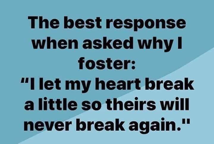 GCSPCA's tweet image. ❤️