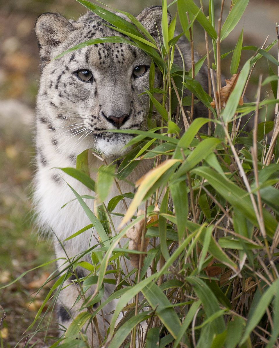 #ThrowbackThursday Our little lovebug Laila joined us in 2011. Did you know that the species name for #SnowLeopards is 'Panthera uncia'? ❄️ @snowleopards #BCSDidYouKnow