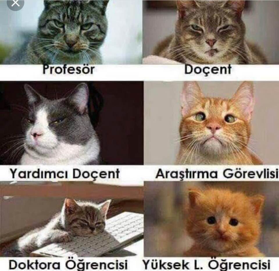 ÇaNkaL (@kultfilm) on Twitter photo 