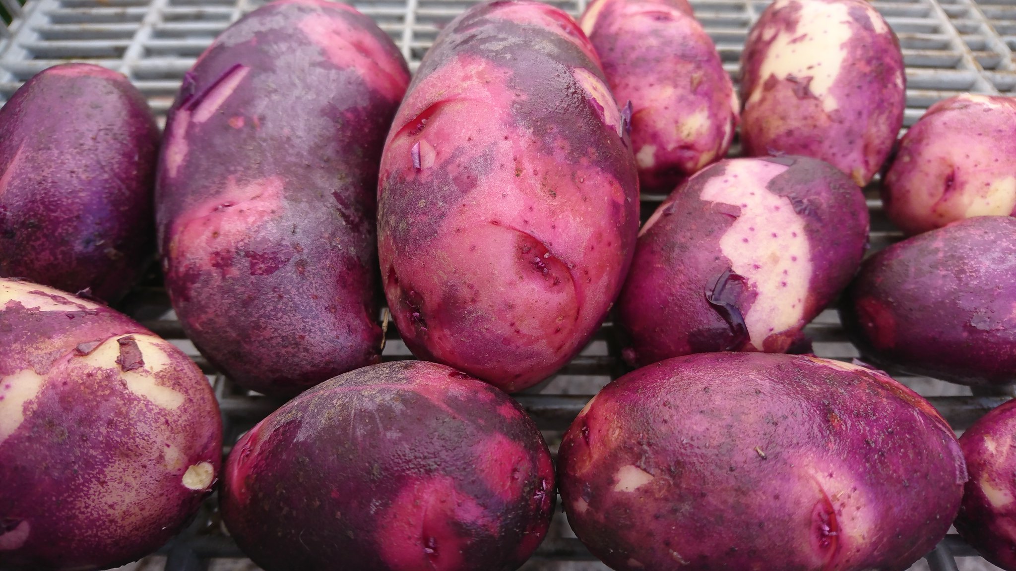 みぃ太郎miitarou 師走なのにじゃがいも収穫出来ました 紫にピンクが入った面白い皮で通称 デストロイヤー 正式名称は グラウンド ペチカ デストロイヤーは長崎県でレッドムーンの変異株を選抜増殖した品種で粘り強く甘味が有り栄養価が高く美味