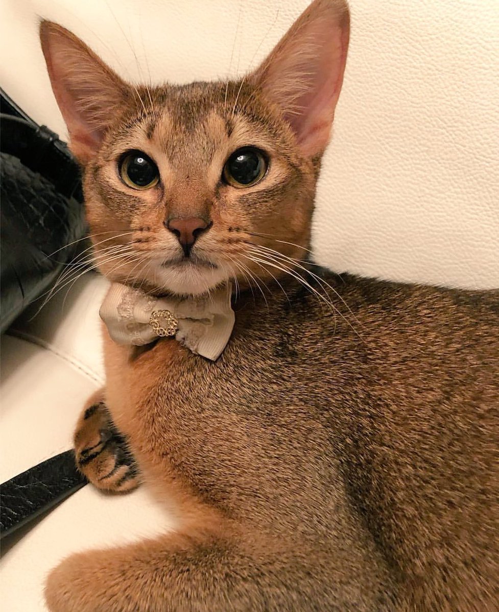 j_ship_j's tweet image. ネネちゃん🐱ココちゃん😸貴女達のパパは凄い人なんだよ
(=^ェ^=)

#FNS歌謡祭第２夜
#尾崎豊さんの名曲
#FNSクリスマスメドレー
#ジェジュン #Defiance #LAVENDER #NowPlaying