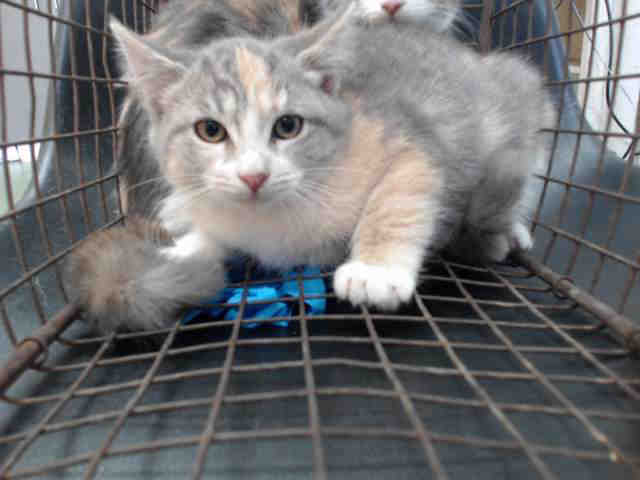 Peter Askin On Twitter Totally Adorable Dilute Calico Kittens