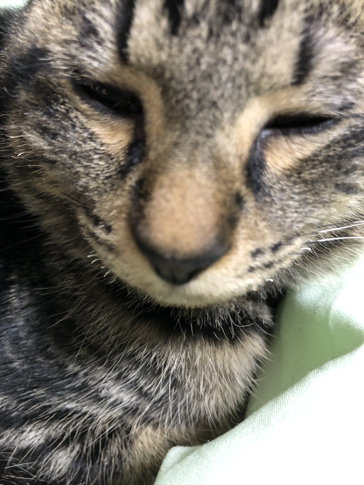ぽんた ちみっこ ヒゲチリチリにしました チリチリ部分を切ったら 右側のヒゲが根元を残して無くなった 3枚目チリチリ 事件の次の日 ヒゲが前を向いてるから正確じゃないけど 伸びたかしら チリチリ事件から3日目
