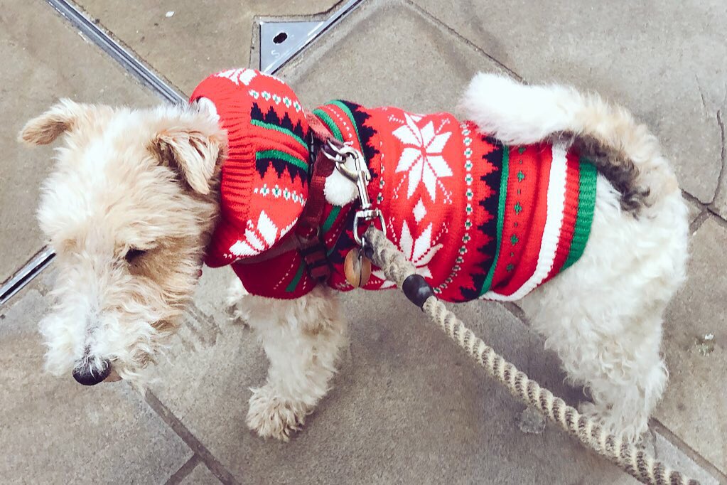 PoTheWHFT's tweet photo. I thought my festive neckerchief was OK but it seems Mum & Dad has other ideas.... I has bin upgraded #festivedogs #christmasdog #whft #DogsOfTwitter #terriertime #foxterrier #dogs https://t.co/JEiZl42BTv