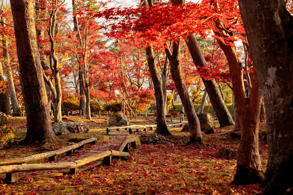 ぱくたそ公式 在 Twitter 上 フリー素材を追加 ぱくたそ 紅葉した木々と木道に散るもみじ ぱくたそフリー素材 T Co Gy6yeljb9q T Co 415epw8dsp Twitter