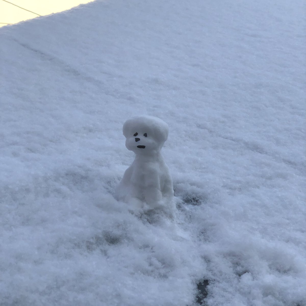 masakinogi's tweet photo. 첫 눈사람을 만들었당 이게 머냐면 우리집 강아지 https://t.co/KO3CnH7sx5