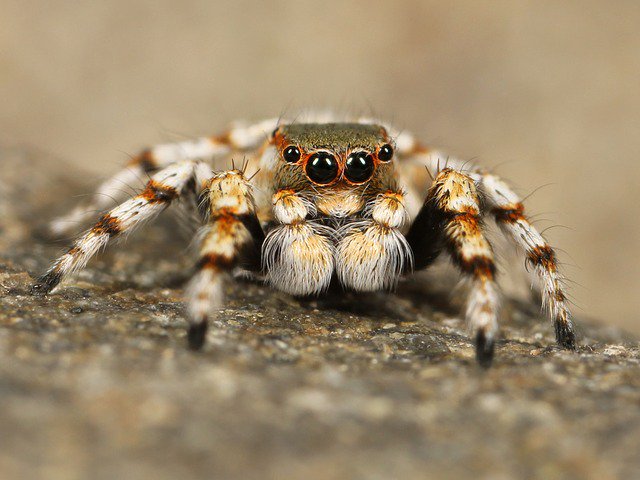 debdockterYA's tweet photo. Spiders never close their eyes. They are always watching. Just thought you'd like to know before heading to bed. Sweet dreams all! #amwriting #horror #spiders https://t.co/23nbwzjnYR