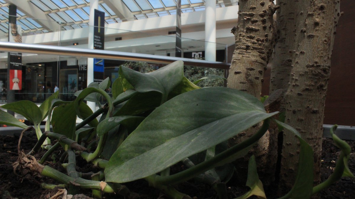 MallVivo's tweet photo. "La naturaleza es parte fundamental en medio de la urbe" https://t.co/D8Kq5HVxnC