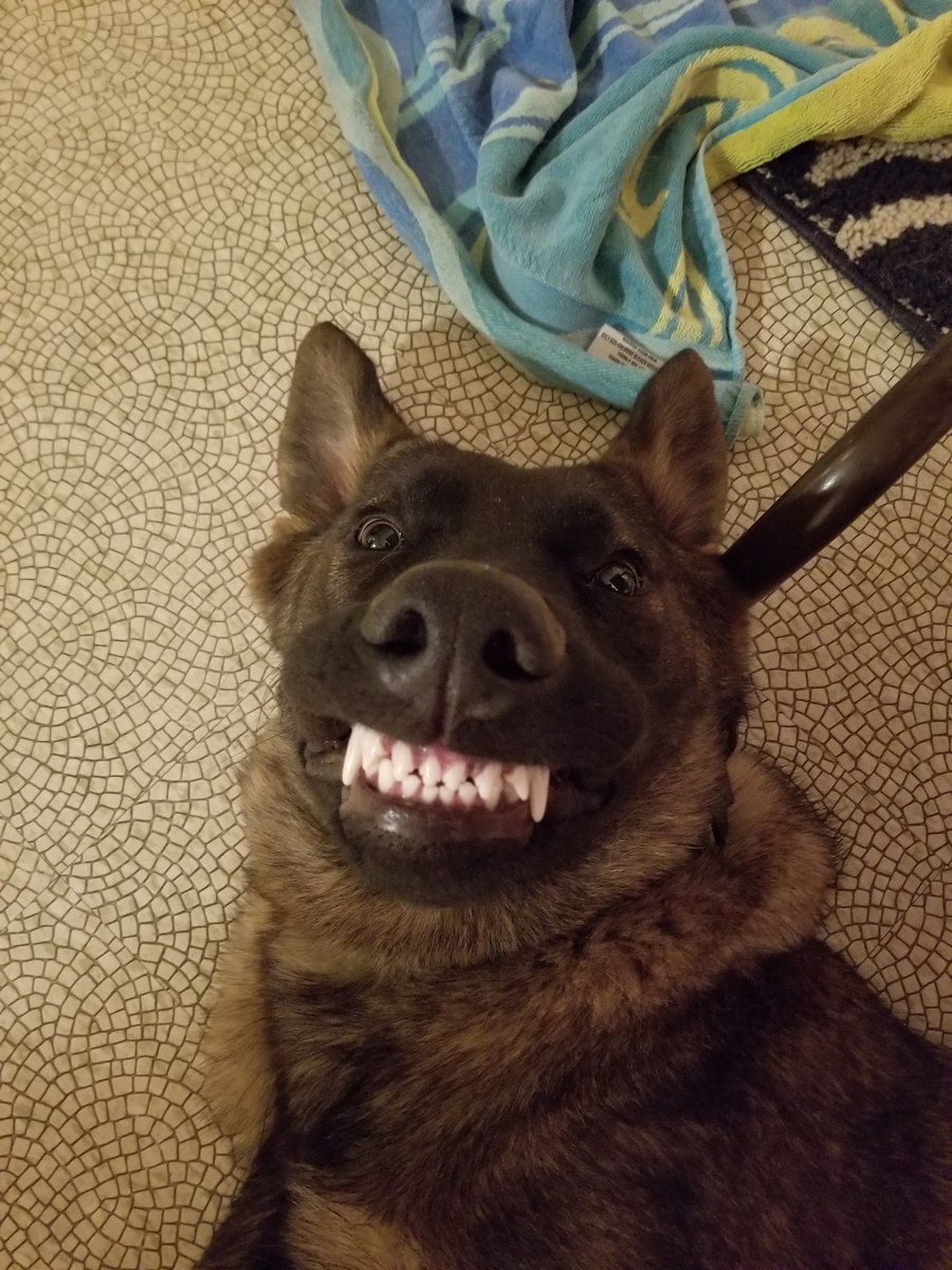 jfdodge2002's tweet photo. @dog_rates https://t.co/F7Ted3oLHh
