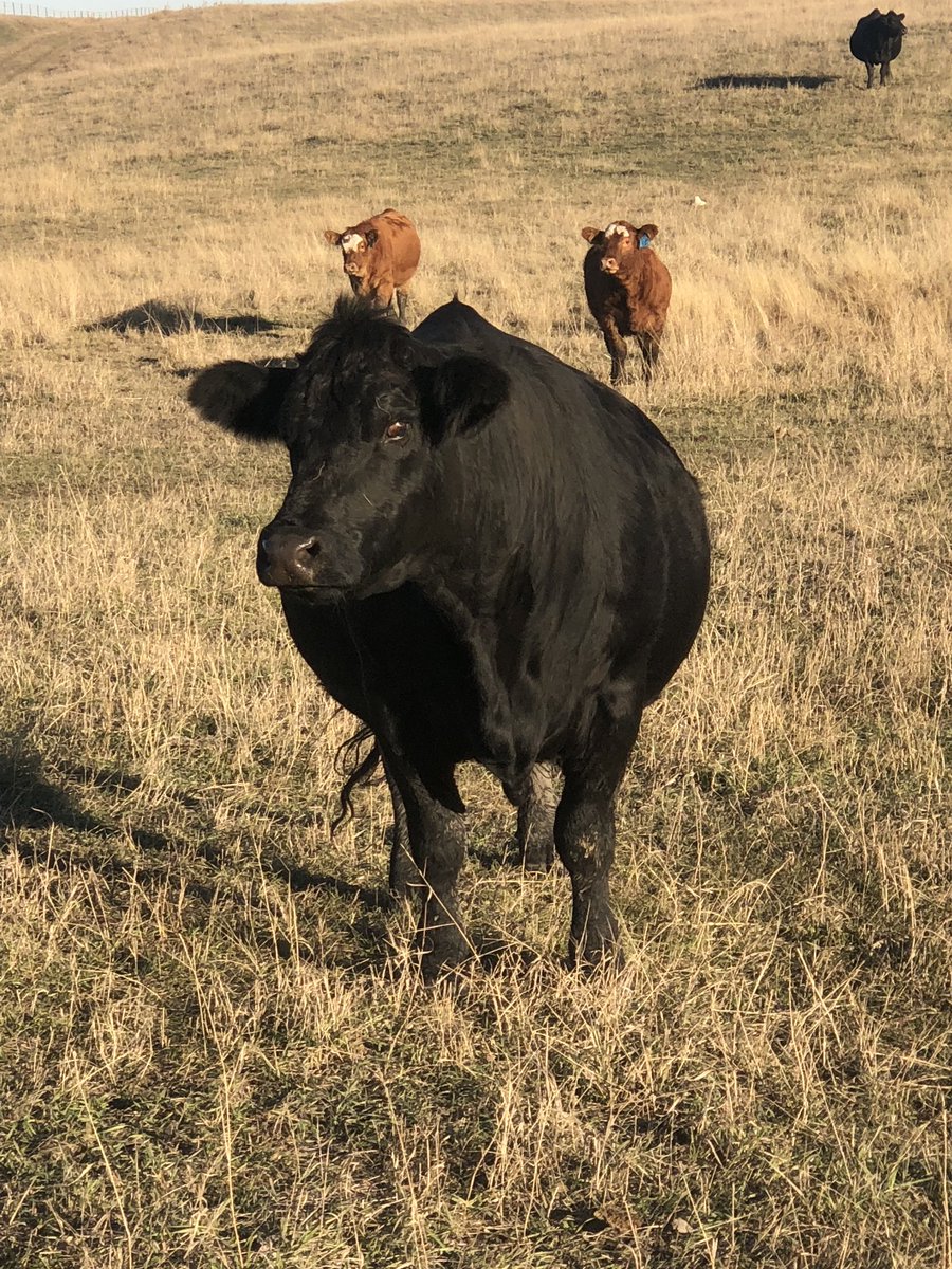 One of our great females at Trendsetter-Hussey’s Princess