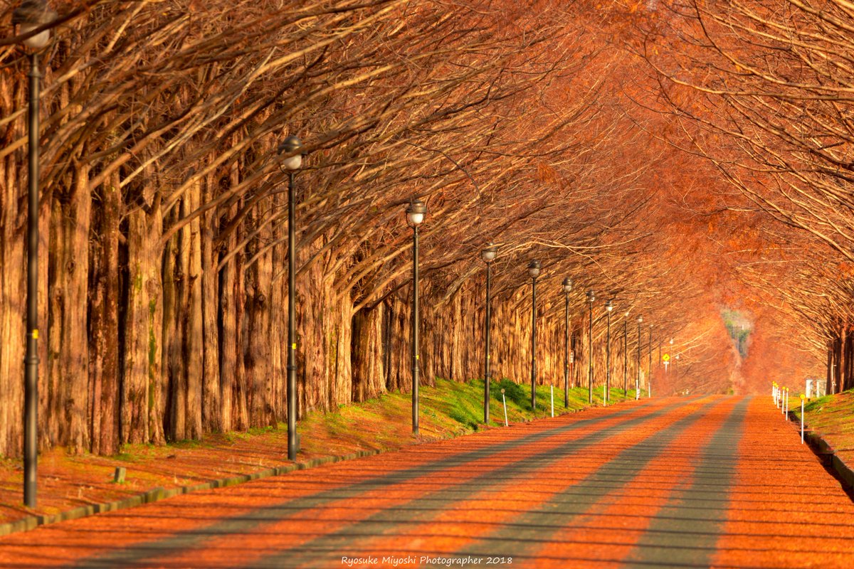 Ryostory カレンダー予約受付中 滋賀県高島市のメタセコイア並木は 紅葉のピークを過ぎましたが 雨風が強くなると落葉が進みます そして自動車等の走行により 見事なストライプが出来るのです おまけに綺麗な虹も見ることが 出来ました 東京カメラ